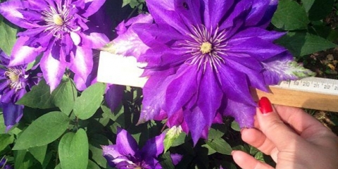 Clematis daniel deronda: fotografija, opis, grupa za obrezivanje